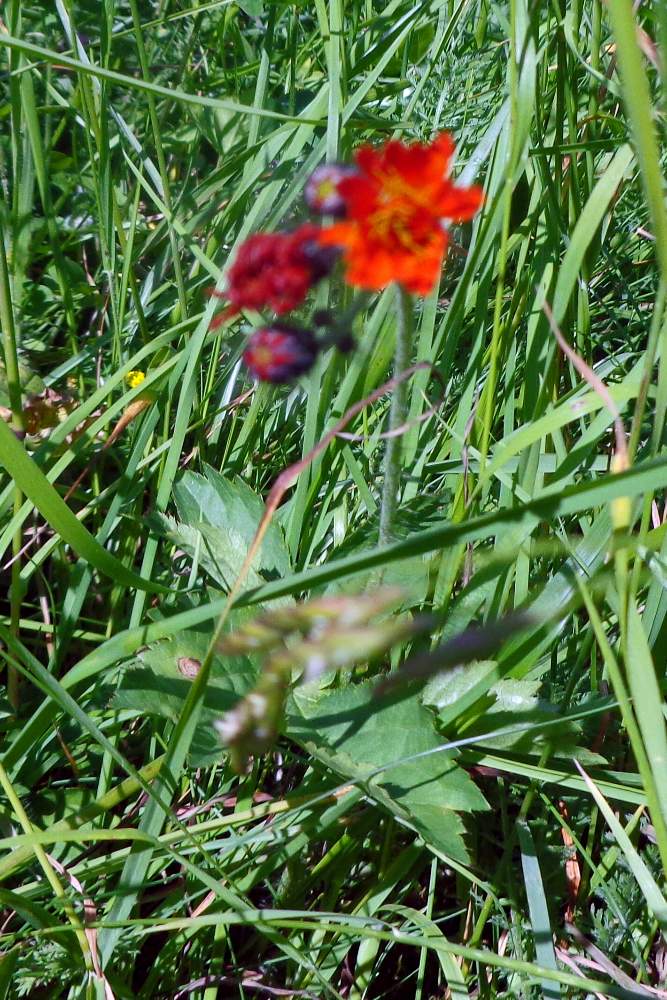 Bel fiore rosso: Pilosella aurantiaca (Asteraceae)